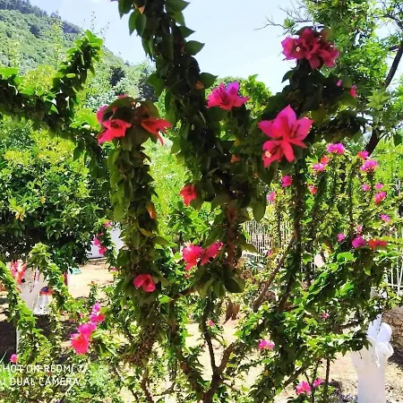 Oleander, 100m From The Center And The Sea Sami (Kefalonia)