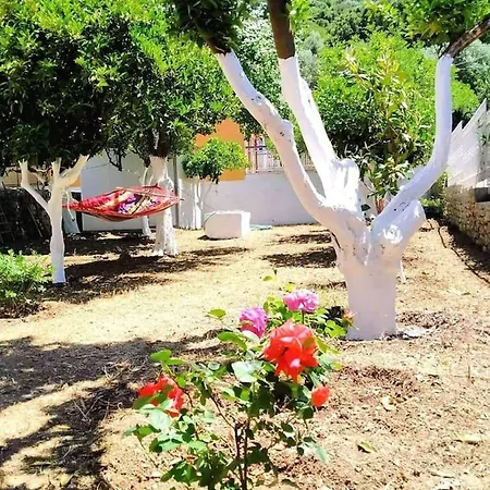 Oleander, 100m From The Center And The Sea